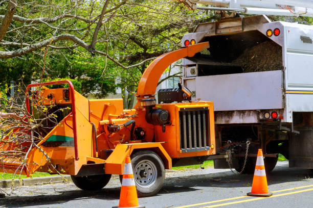 The Steps Involved in Our Tree Care Process in Mount Vista, WA